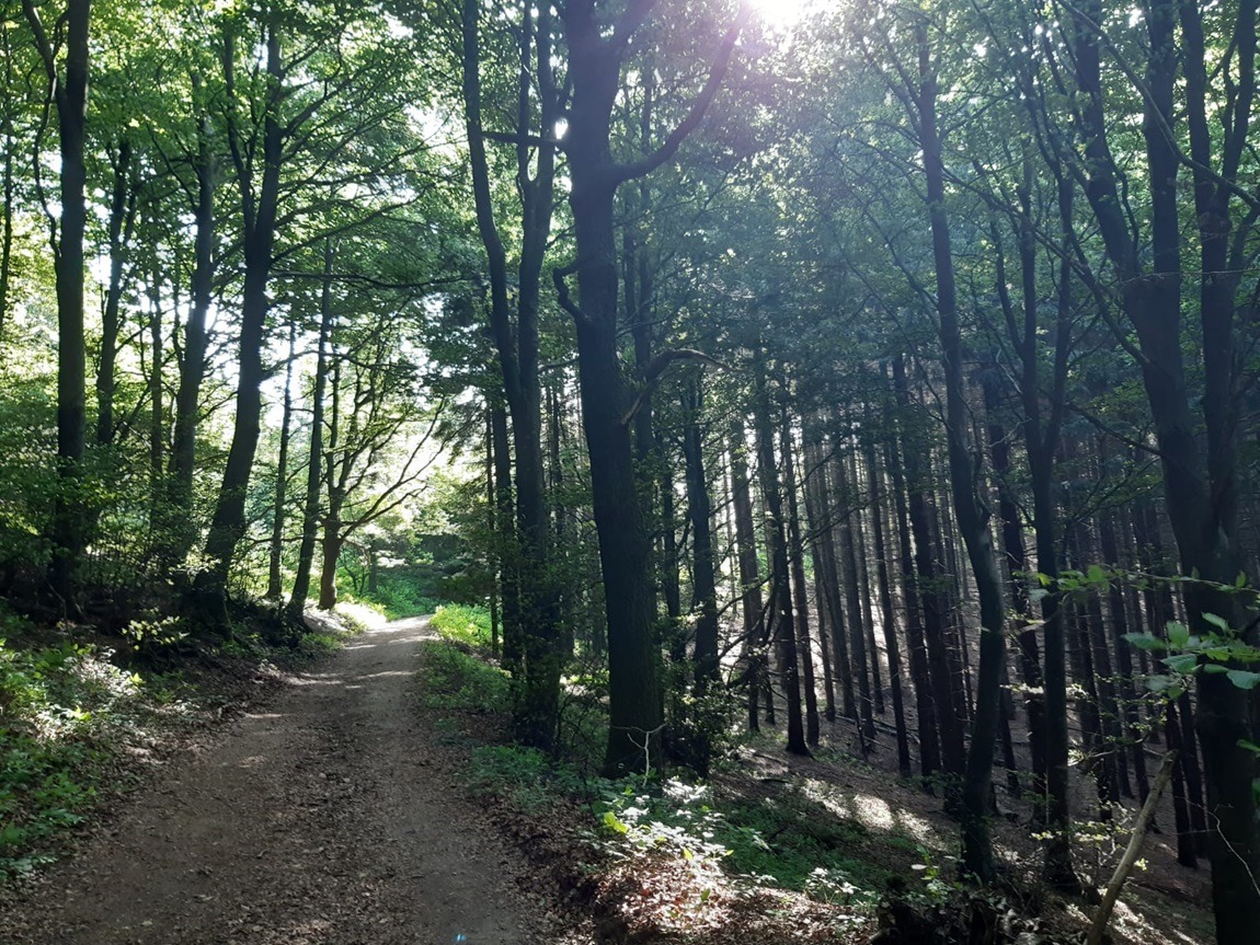 Un sentiero in un bosco dell'Appennino centrale in una luminosa giornata estiva con la luce del sole che filtra tra i rami