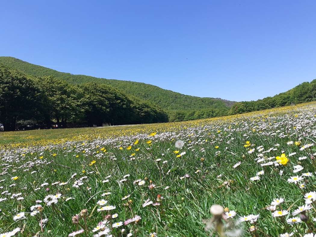 Prato di fiori alle pendici dei boscosi monti dell'Appennino centrale, Italia